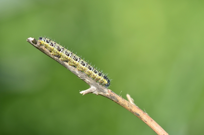 Bruchi da identificare